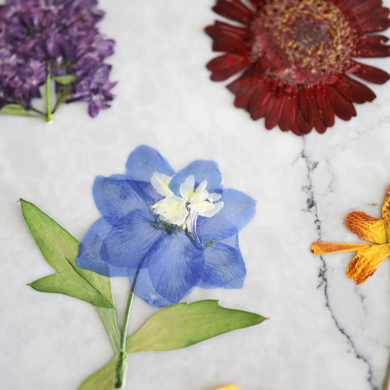 Pressed Flower Workshop with Lynn
