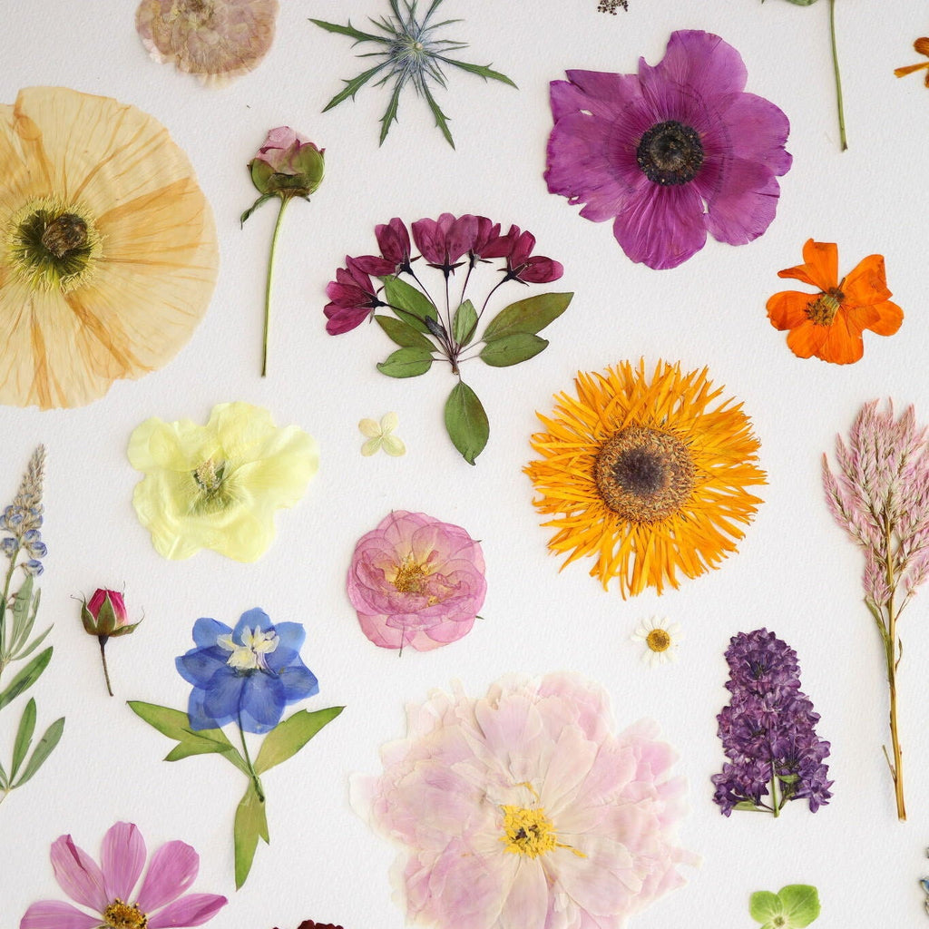 Pressed Flower Workshop with Lynn